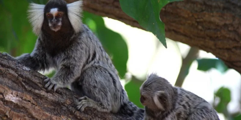 Mma Cria Programa Para Resgatar Animais Silvestres — Português (Brasil)