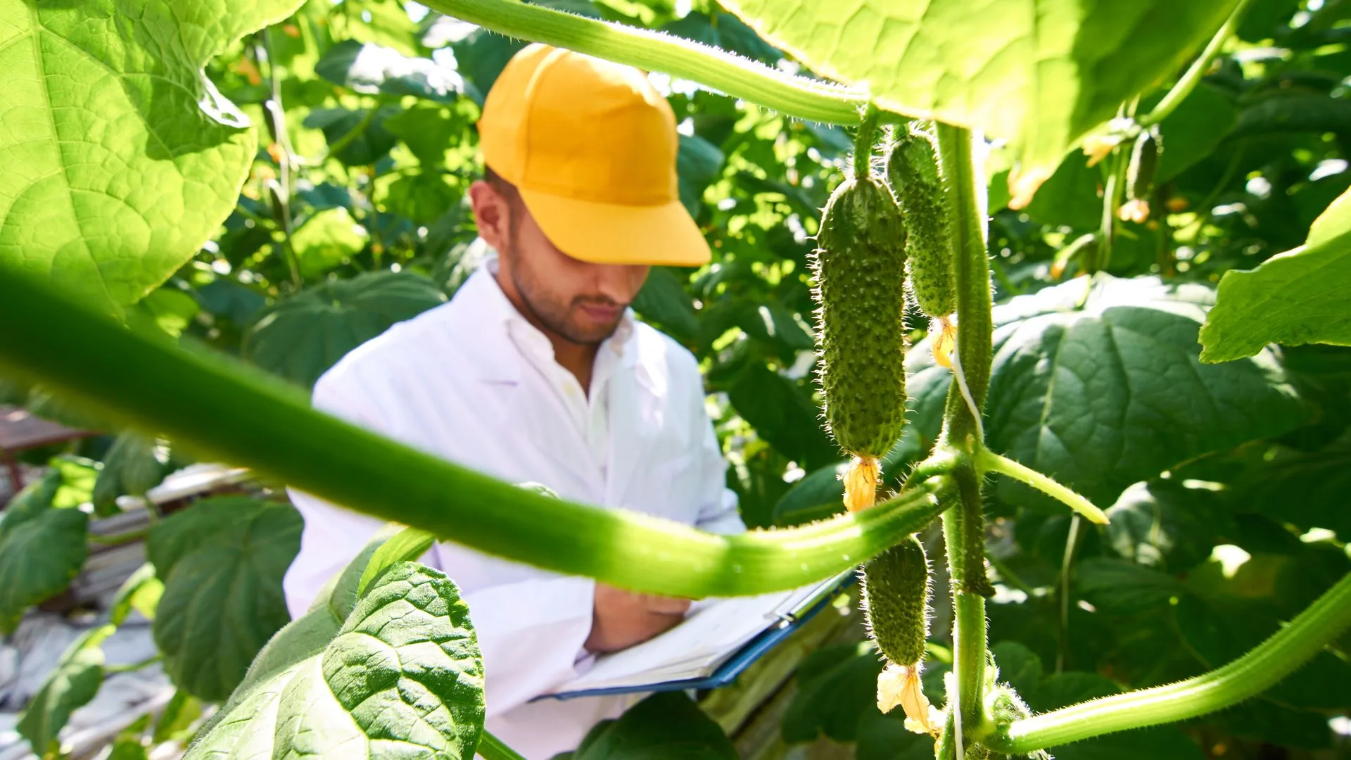 Engenheiro Agrônomo