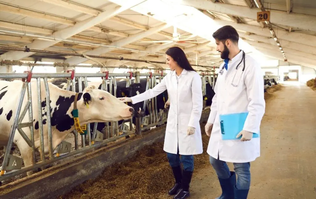 Veterinario
