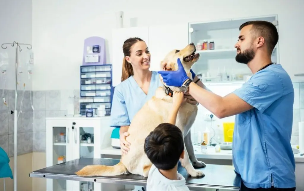 Veterinarios