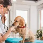 Veterinário 24 Horas