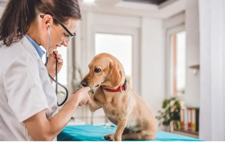 Veterinário 24 Horas