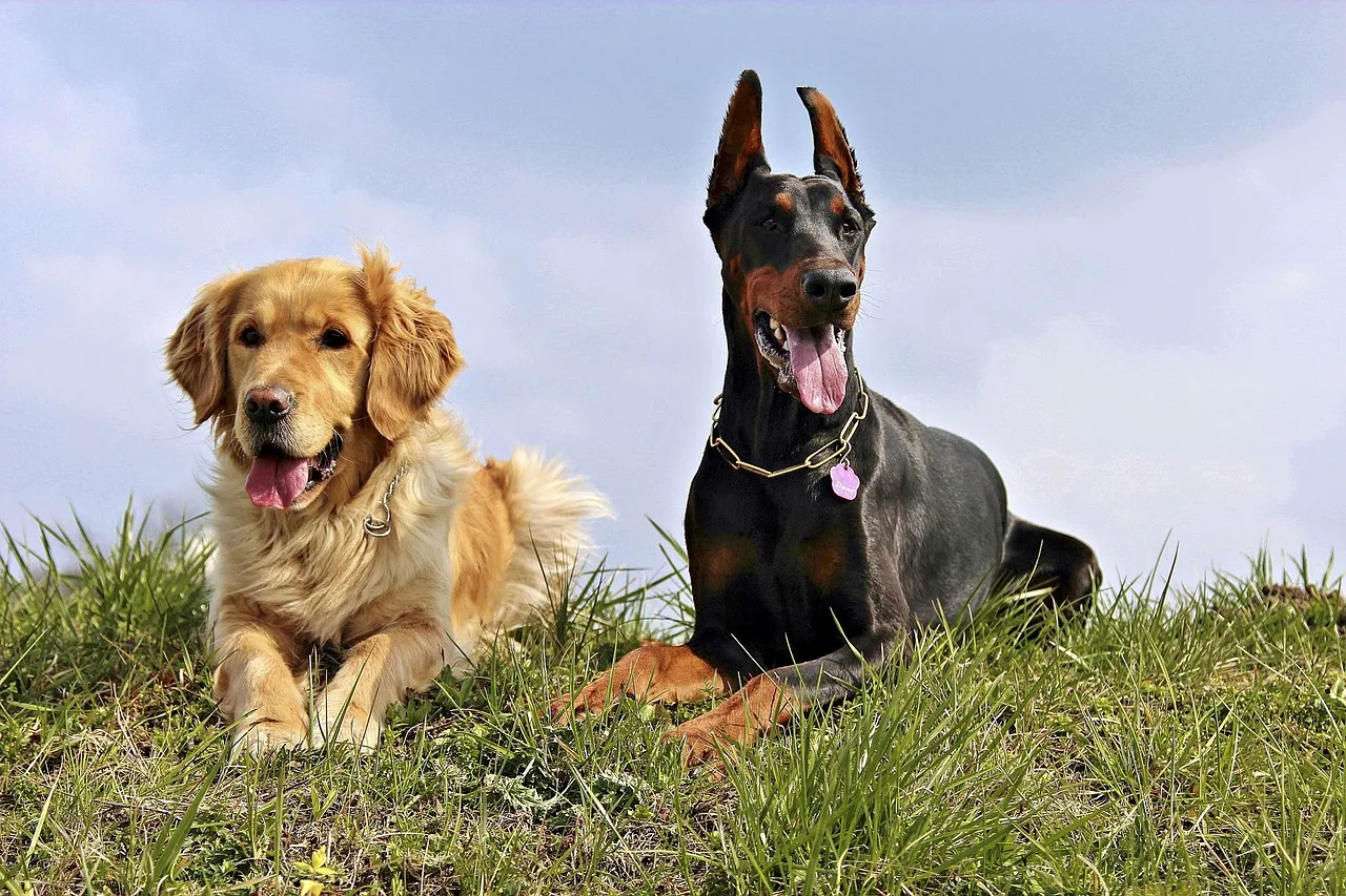 Doberman, Golden Retriver, Dogs-1312570.Jpg