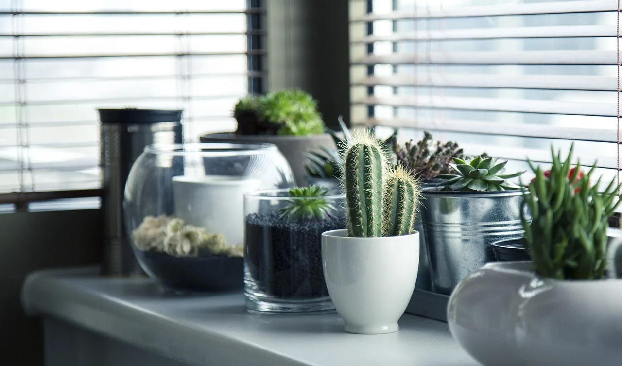 Pots, Plants, Cactus-716579.Jpg
