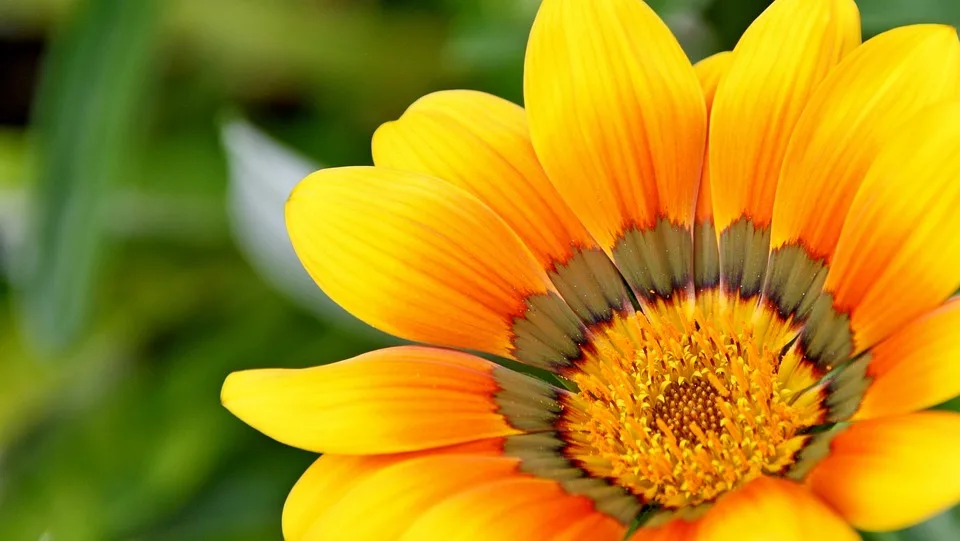 Dicas Para Organizar Uma Floricultura De Sucesso | Como Todo Bom Negócio, Uma Floricultura Precisa Estar Antenada Com As Tendências Do Mercado, Saber Prestar Um Bom Atendimento E Levar O Melhor Produto E Serviço Ao Público Consumidor.
