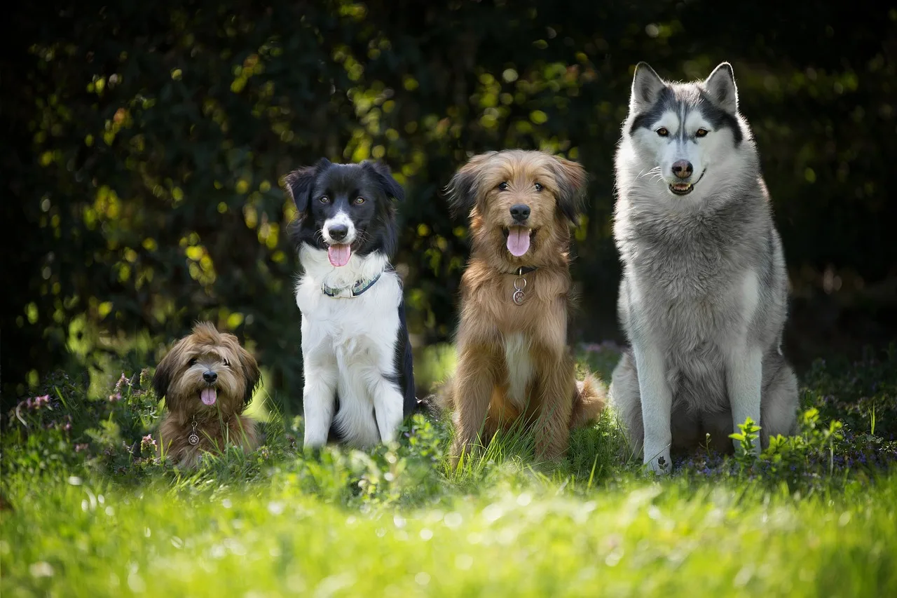 Dogs, Puppy, Bordercollie-4189517.Jpg