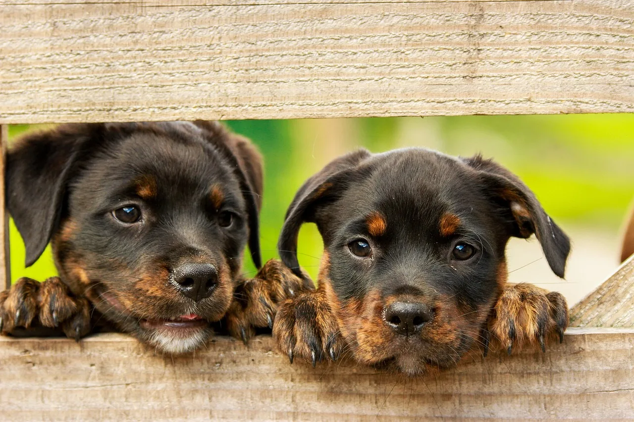 Adestradores De Cães