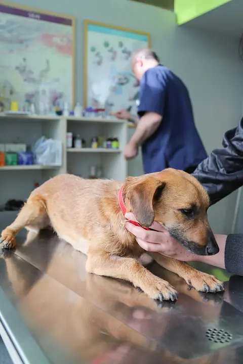 veterinária