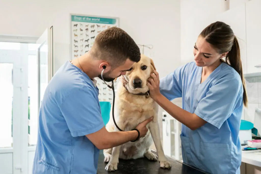 veterinário