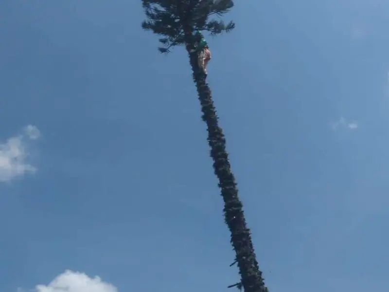 Corte de árvores - Carapicuíba/SP