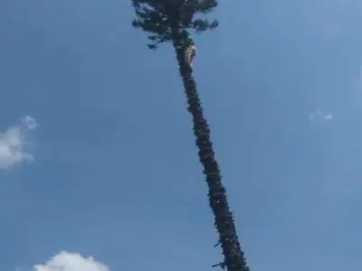 Limpeza de terreno - Carapicuíba/SP