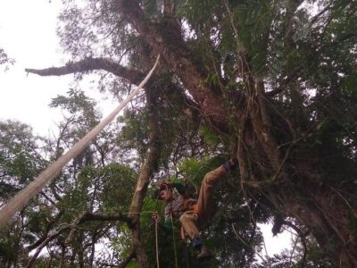 Corte de árvores - Carapicuíba/SP