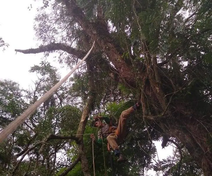 Corte de árvores - Carapicuíba/SP