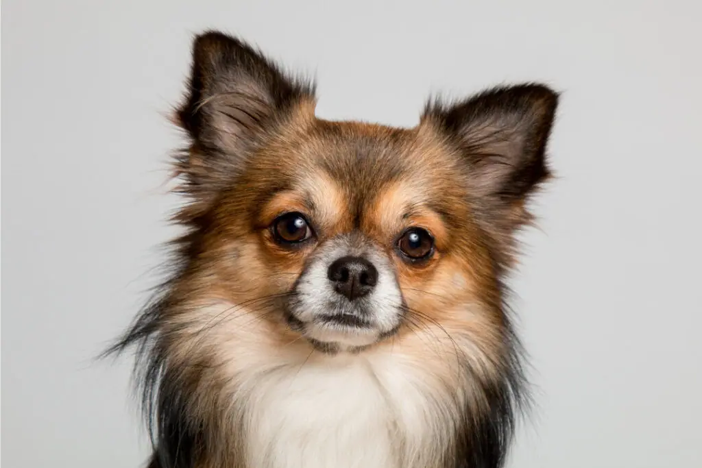 Raças De Cachorros