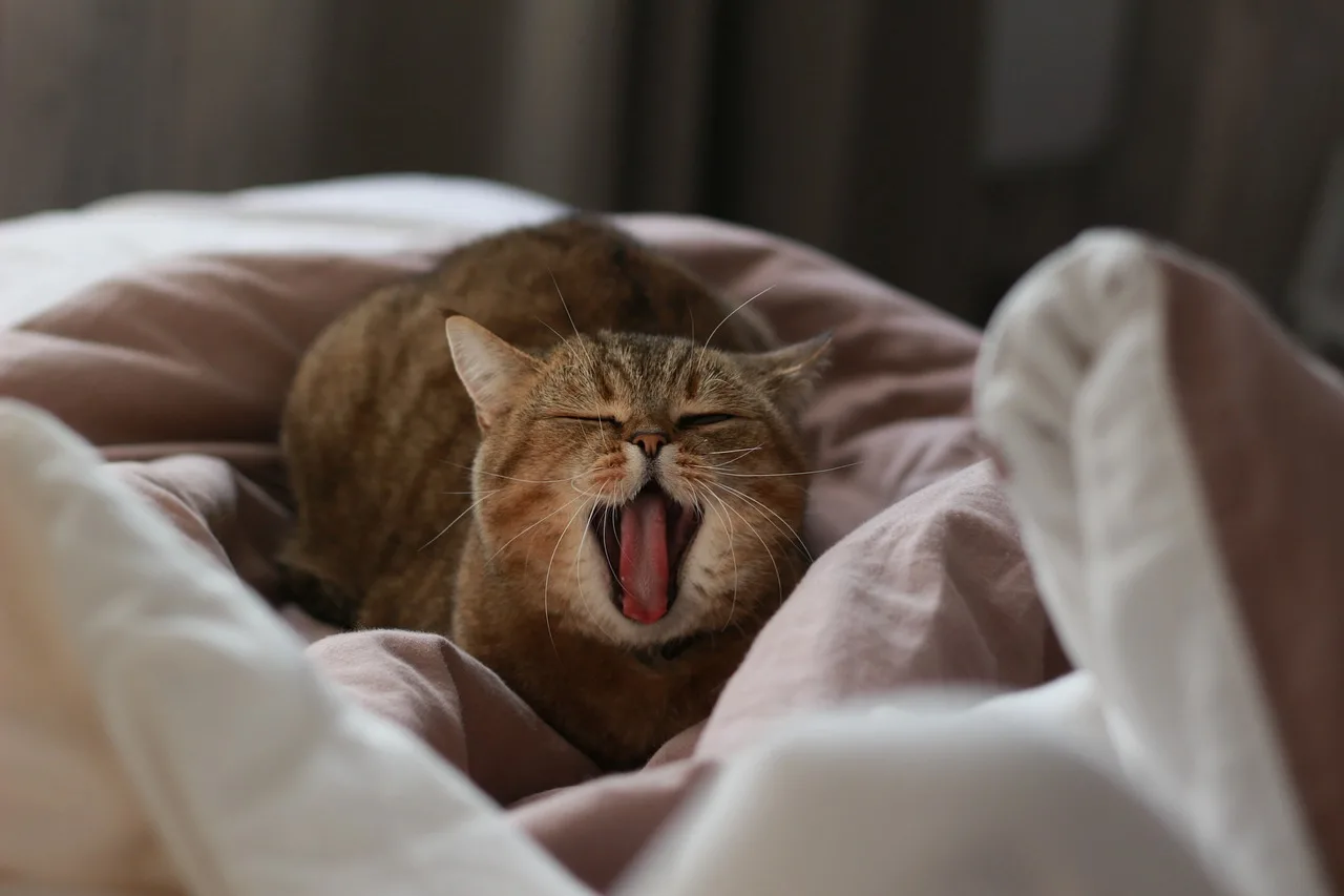 Cat, Yawns, Yawning-4542301.Jpg