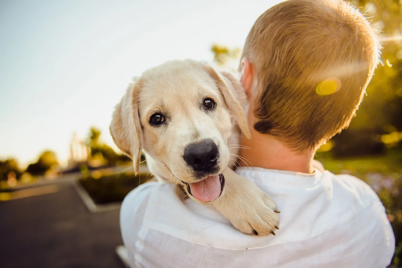 Dog, Adorable, Animal-3344414.Jpg