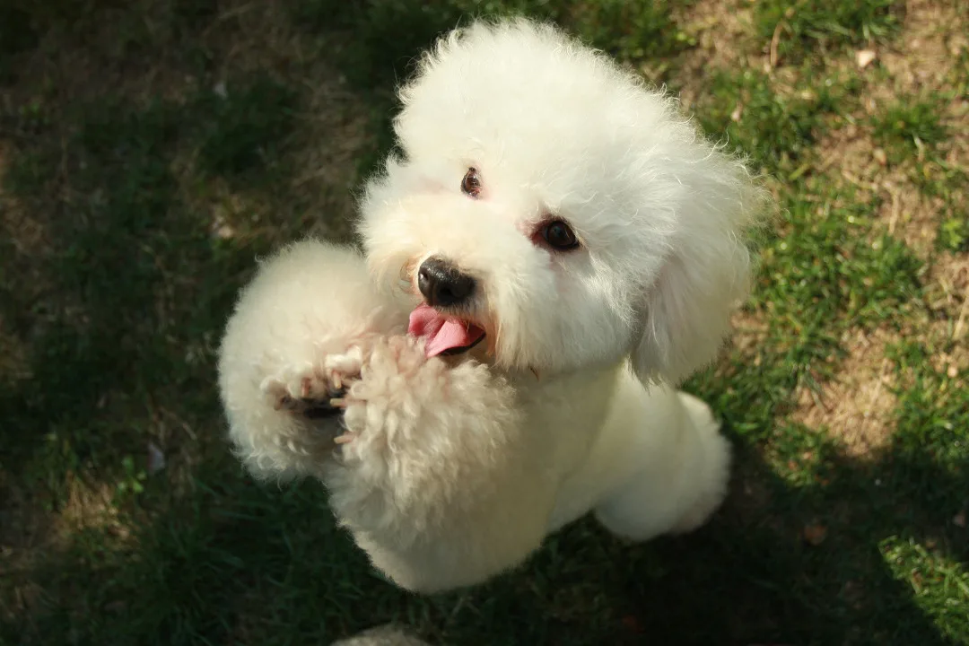 Raças De Cachorros