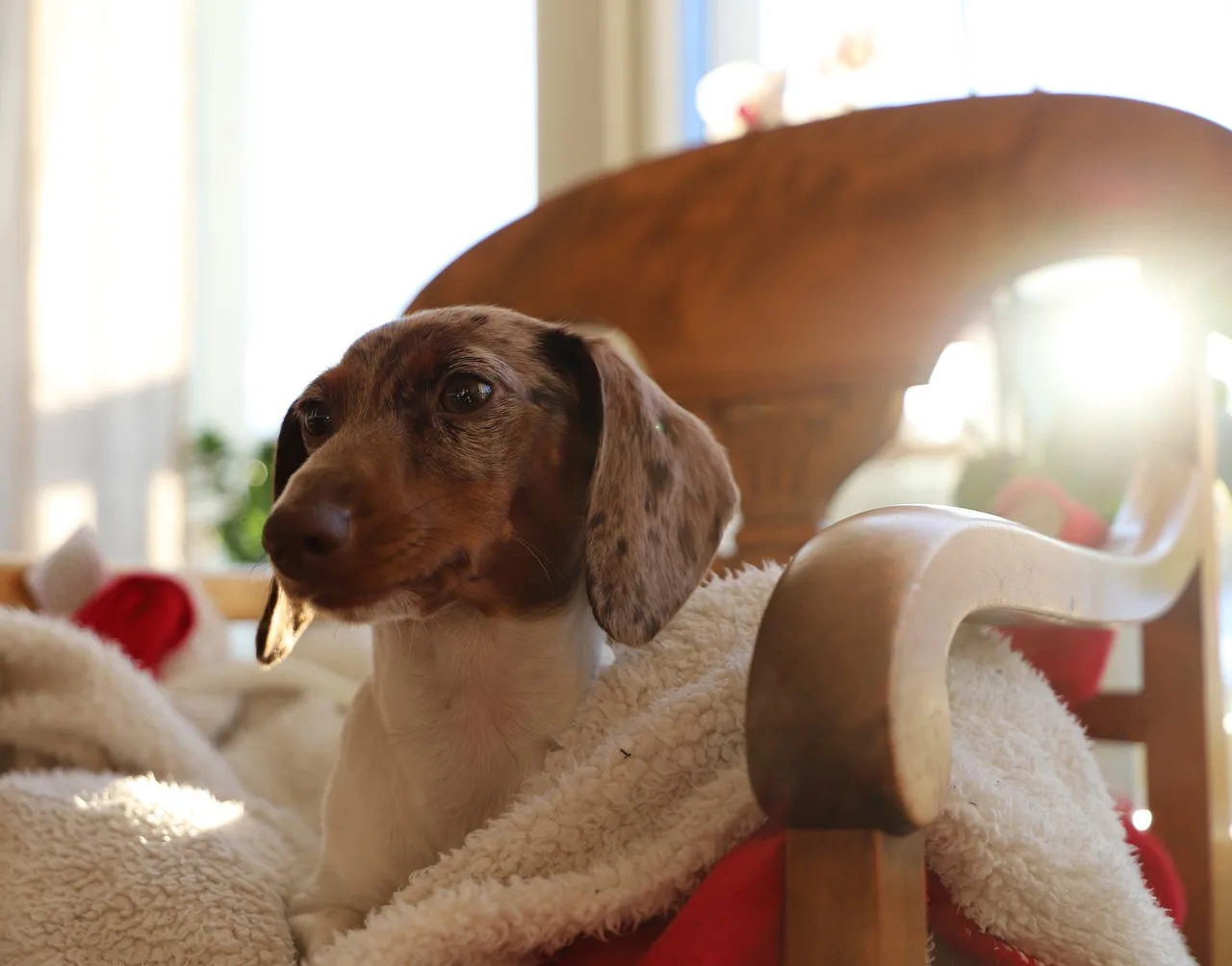 Dog, Cute, Domestic-3181321.Jpg