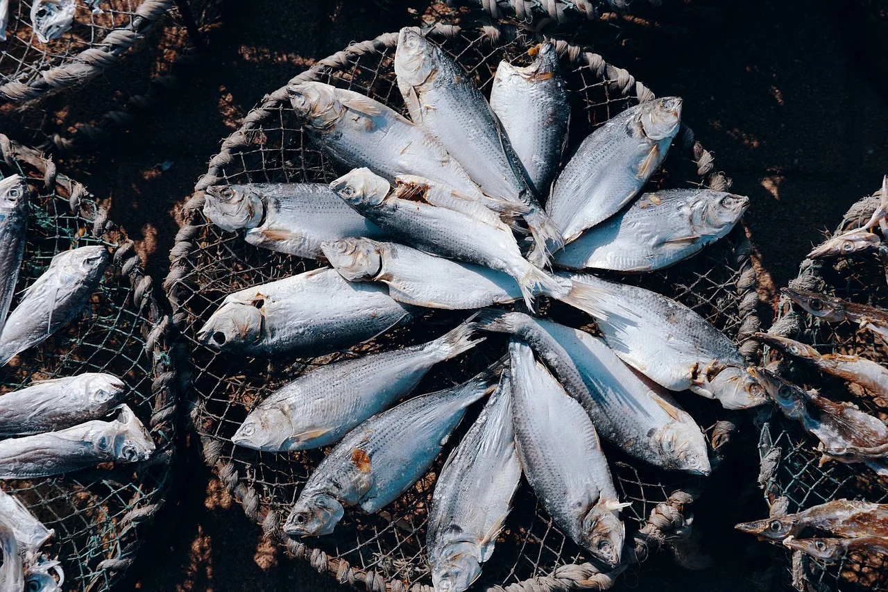 Dried Fish, Fish, Sea Fish-7765491.Jpg