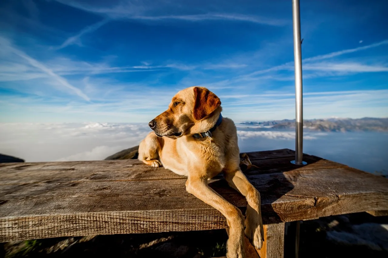 Dog, Mountain, Shopping Cart-190054.Jpg