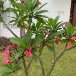 grama jardinagem