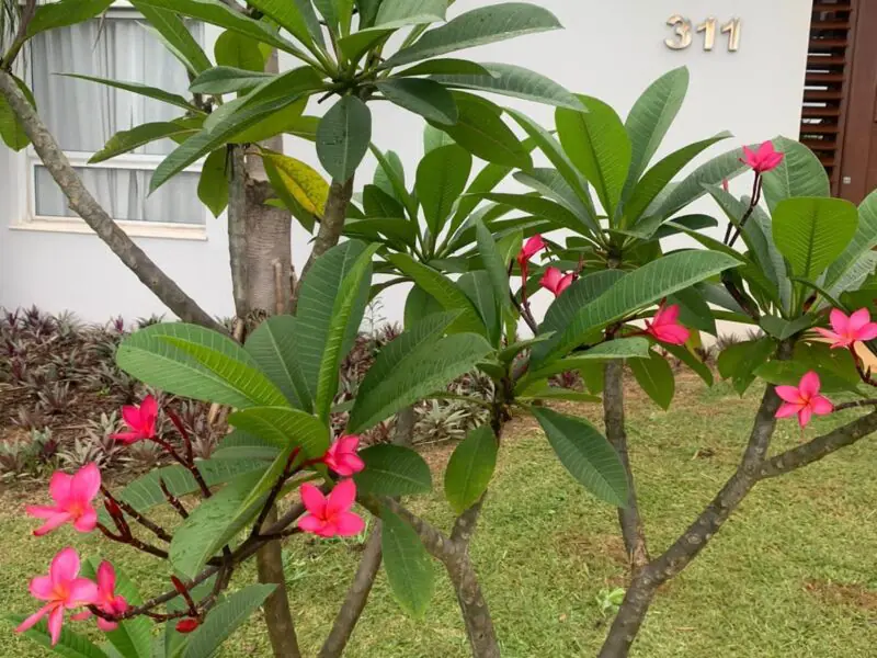 Serviços de jardinagem em Campinas/SP