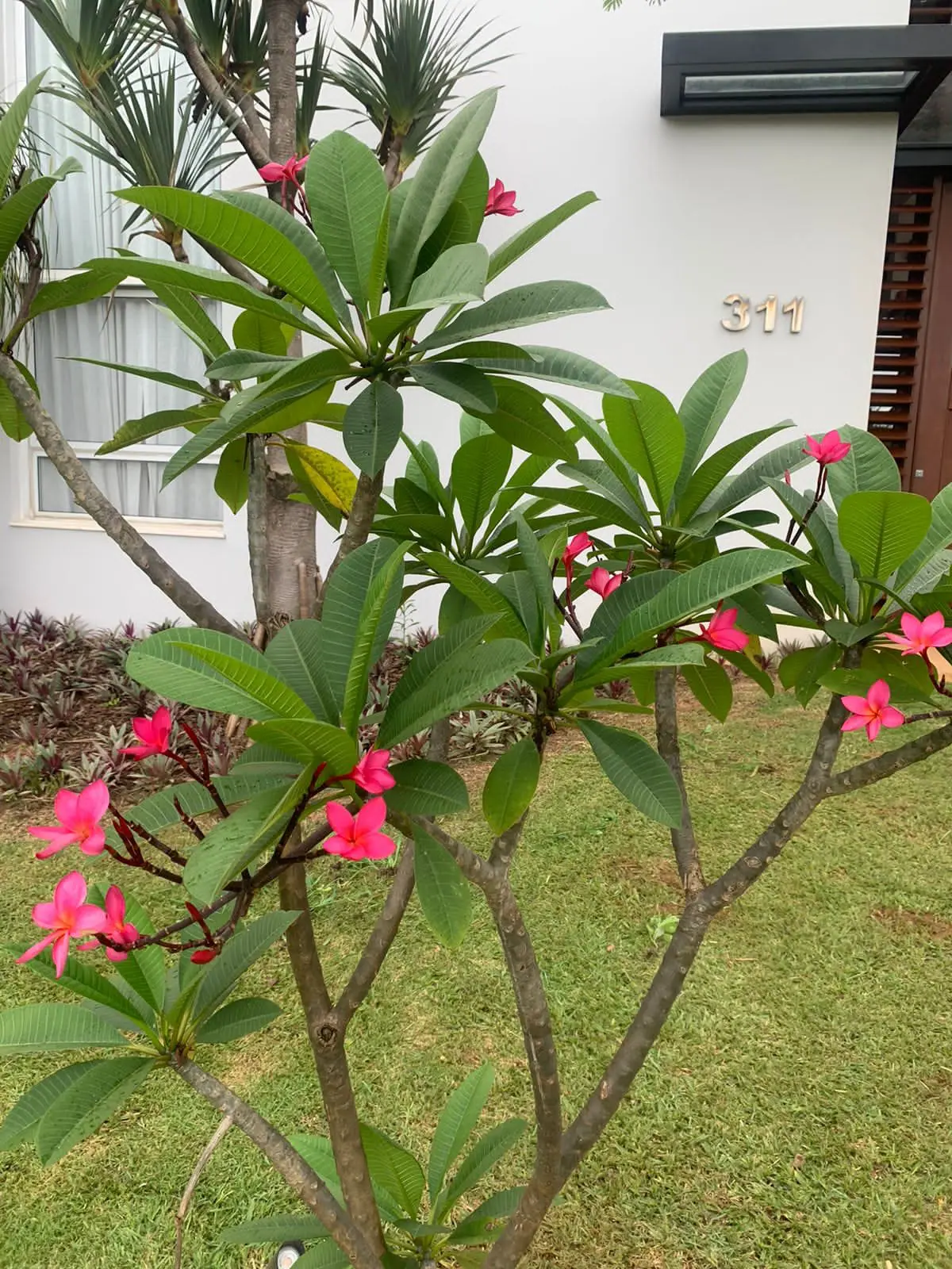 Grama Jardinagem