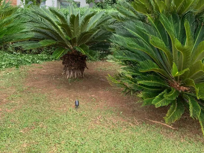 Serviços de jardinagem em Valinhos/SP