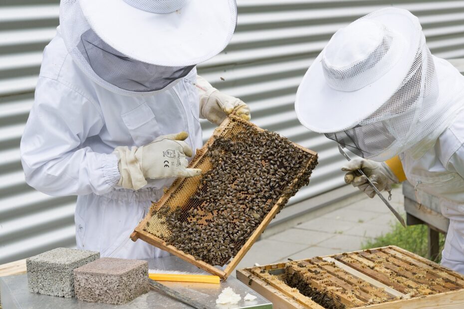 BEEKEEPER, BEES, BEEHIVE-2650663.JPG