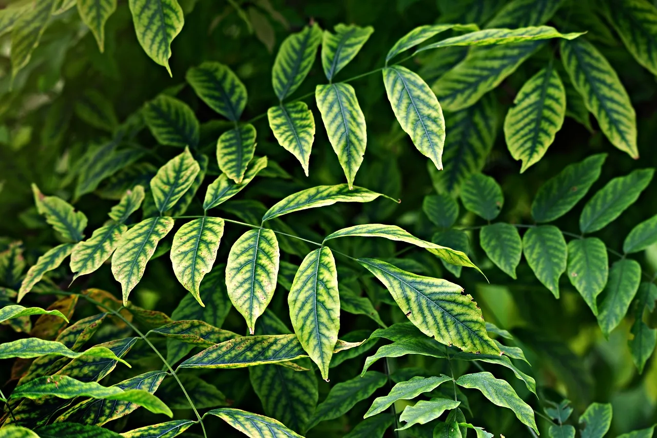 Leaves, Foliage, Twig-3560509.Jpg