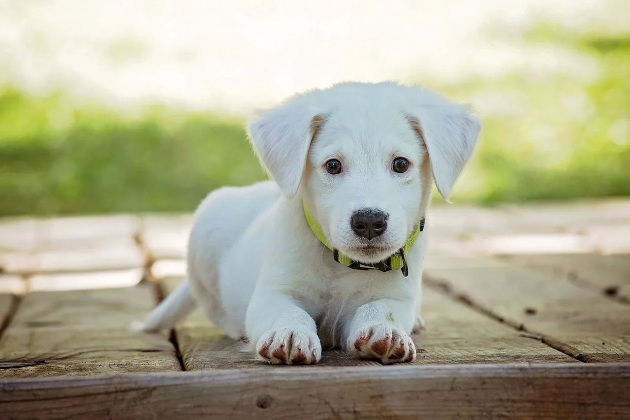 Puppy, Dog, Pet-1903313.Jpg