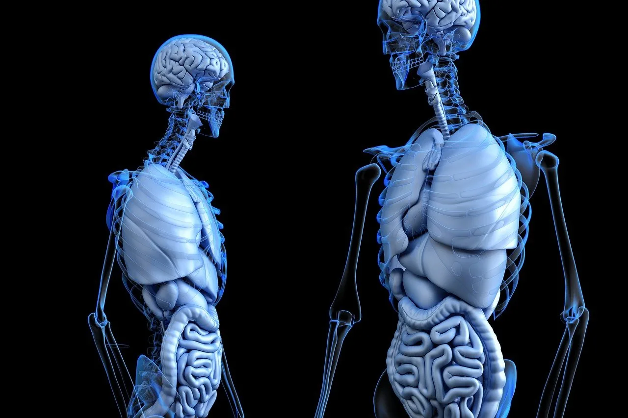 Anatomical, Anatomy, Body-2261006.Jpg