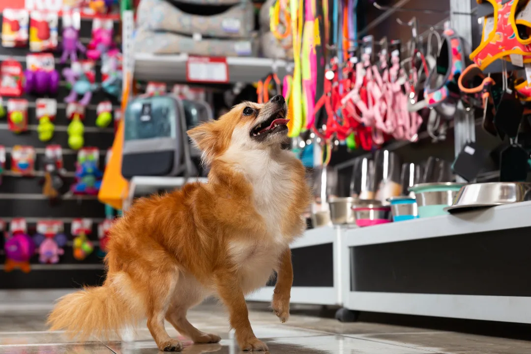 Pet Shop Perto De Mim: Como Fidelizar Clientes, Divulgar Serviços E Ter Mais Visibilidade Com Tá Contratado O Mercado De Pet Shop Tem Se Mostrado Cada Vez Mais Competitivo Nos Tempos Atuais. Com A Crescente Demanda Por Serviços De Qualidade Para Animais De Estimação, É Fundamental Que Os Estabelecimentos Do Ramo Busquem Maneiras De Se Destacar E Atrair Mais Clientes. Neste Artigo, Vamos Abordar As Práticas Para Fidelizar Clientes, Divulgar Os Serviços E Ter Mais Visibilidade, Com Foco No Uso Da Plataforma De Anúncios Tá Contratado Para Impulsionar O Negócio De Pet Shop.