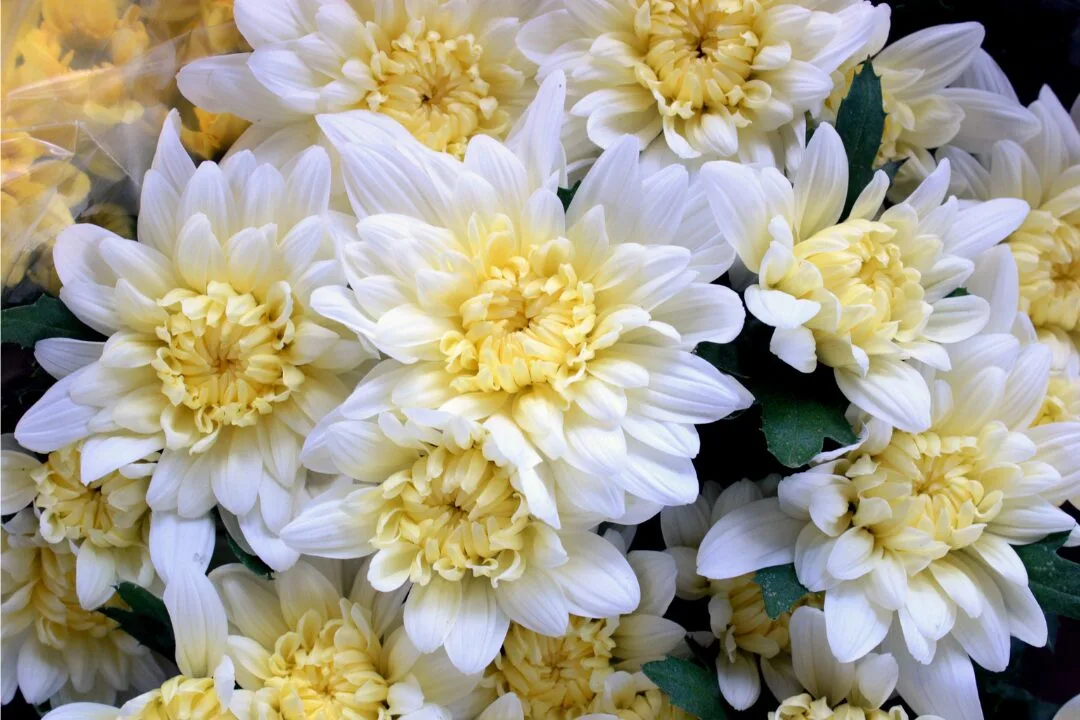 Floricultura Perto De Mim: Como Fidelizar Clientes E Aumentar A Visibilidade Online A Floricultura Sempre Foi Um Negócio Que Atrai Pessoas De Todas As Idades E Classes Sociais. A Beleza Das Flores E A Sensação De Bem-Estar Que Elas Proporcionam Fazem Com Que As Pessoas Busquem Por Estabelecimentos De Floricultura Perto De Mim, Para Comprarem Flores Frescas E Belos Arranjos. No Entanto, Nos Tempos Atuais, A Concorrência No Mercado De Floricultura É Cada Vez Mais Acirrada, O Que Torna O Desafio De Manter E Conquistar Novos Clientes Ainda Mais Complexo.