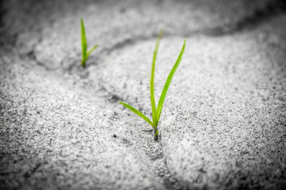 GRASS, PAVEMENT, BRICK-1913167.JPGDESBRAVANDO OPORTUNIDADES