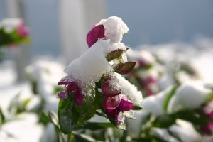 JARDIM DE INVERNO SIMPLES