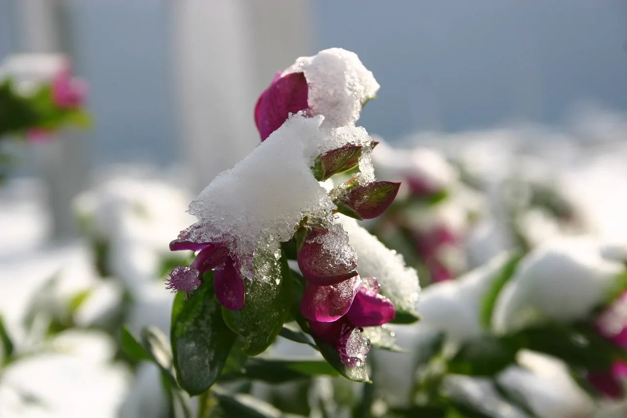 Jardim De Inverno Simples