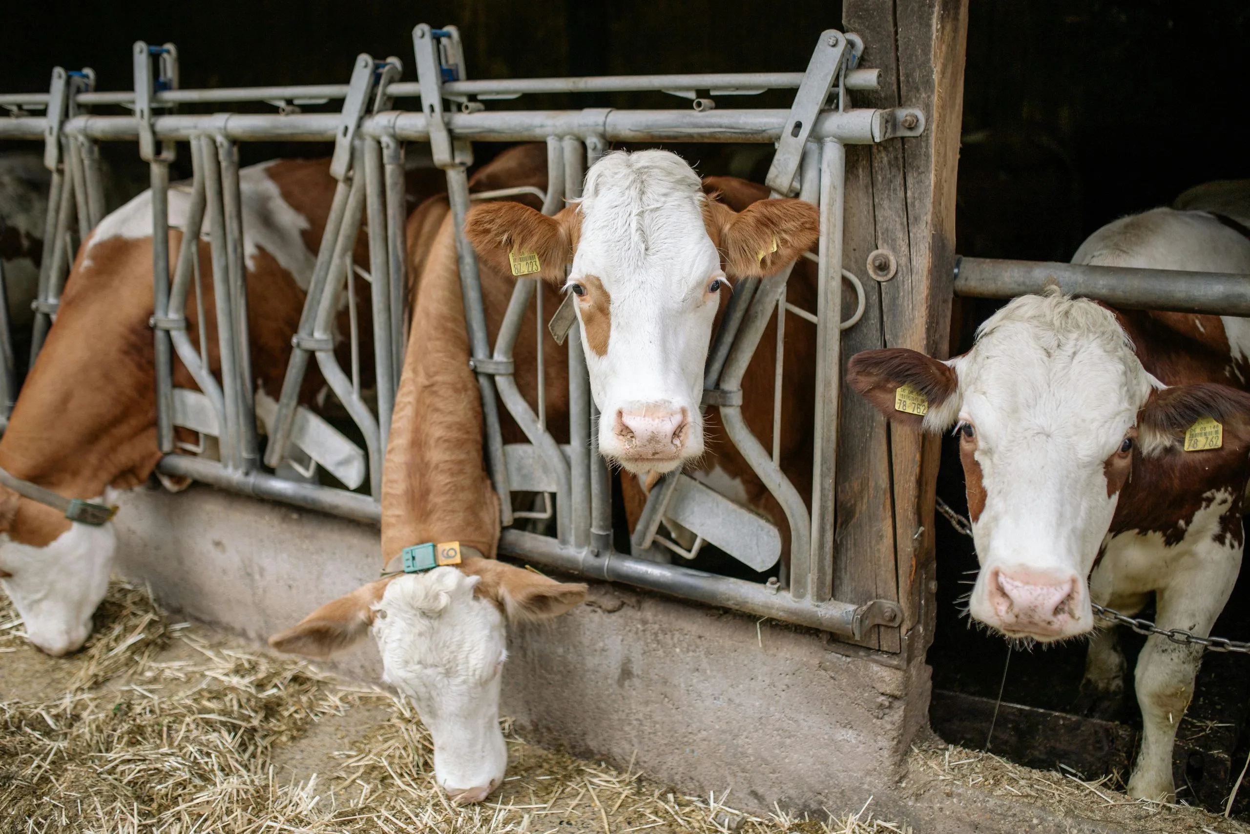 Serviços De Agropecuária