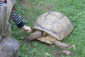 SERVIÇOS DE MEDICINA VETERINÁRIA E ZOOTECNIA