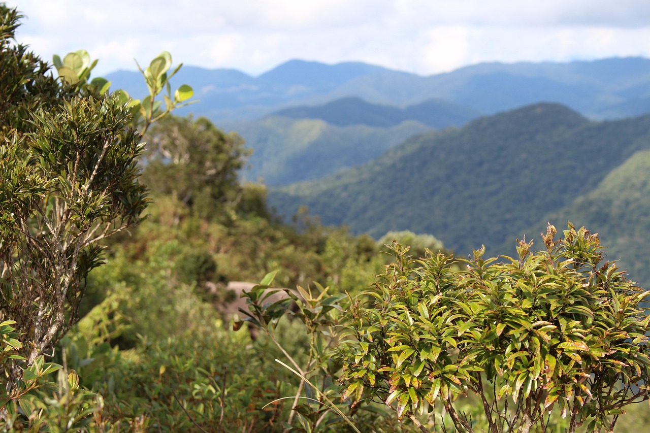 SERVIÇOS DE CONSULTORIA AMBIENTAL