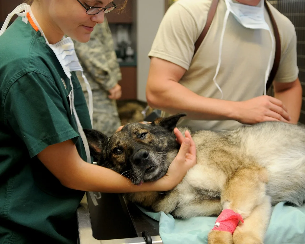 Serviços De Ortopedia Veterinária