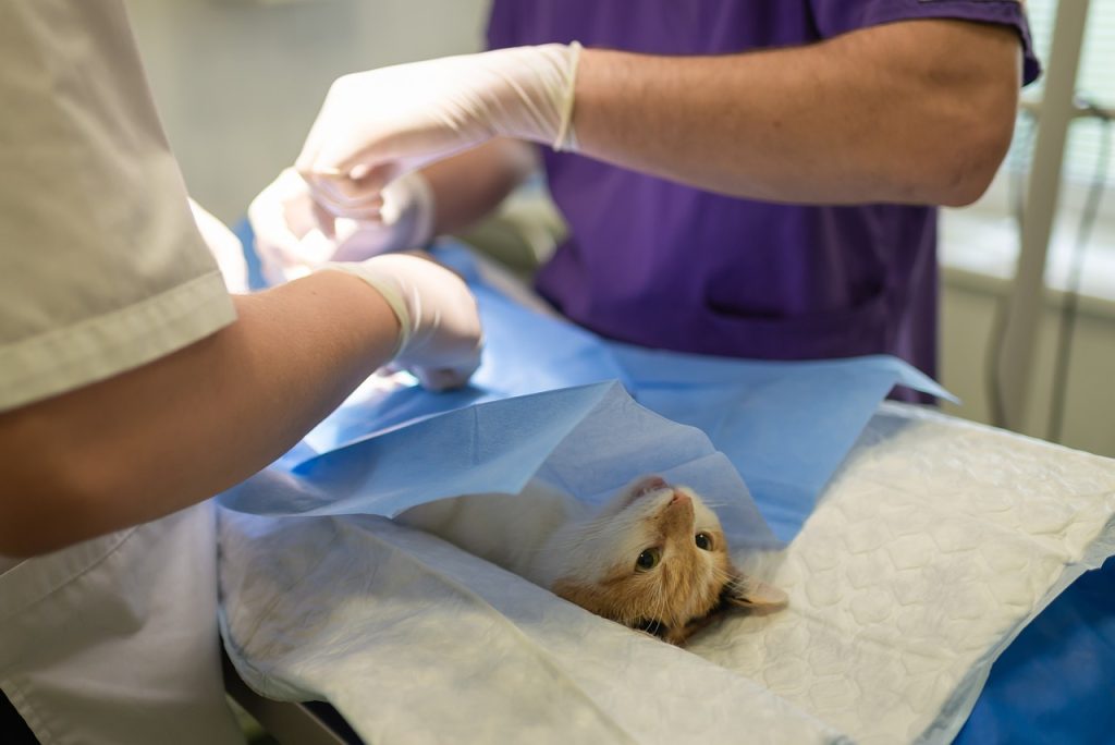 Serviços de Ortopedia Veterinária