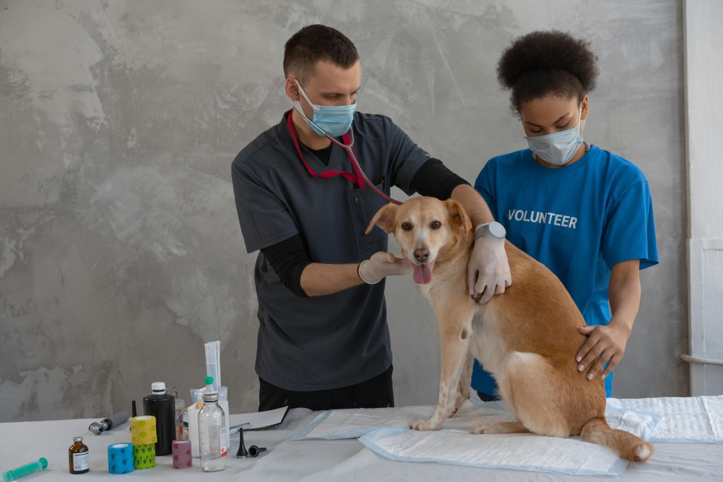 Serviços de Ortopedia Veterinária