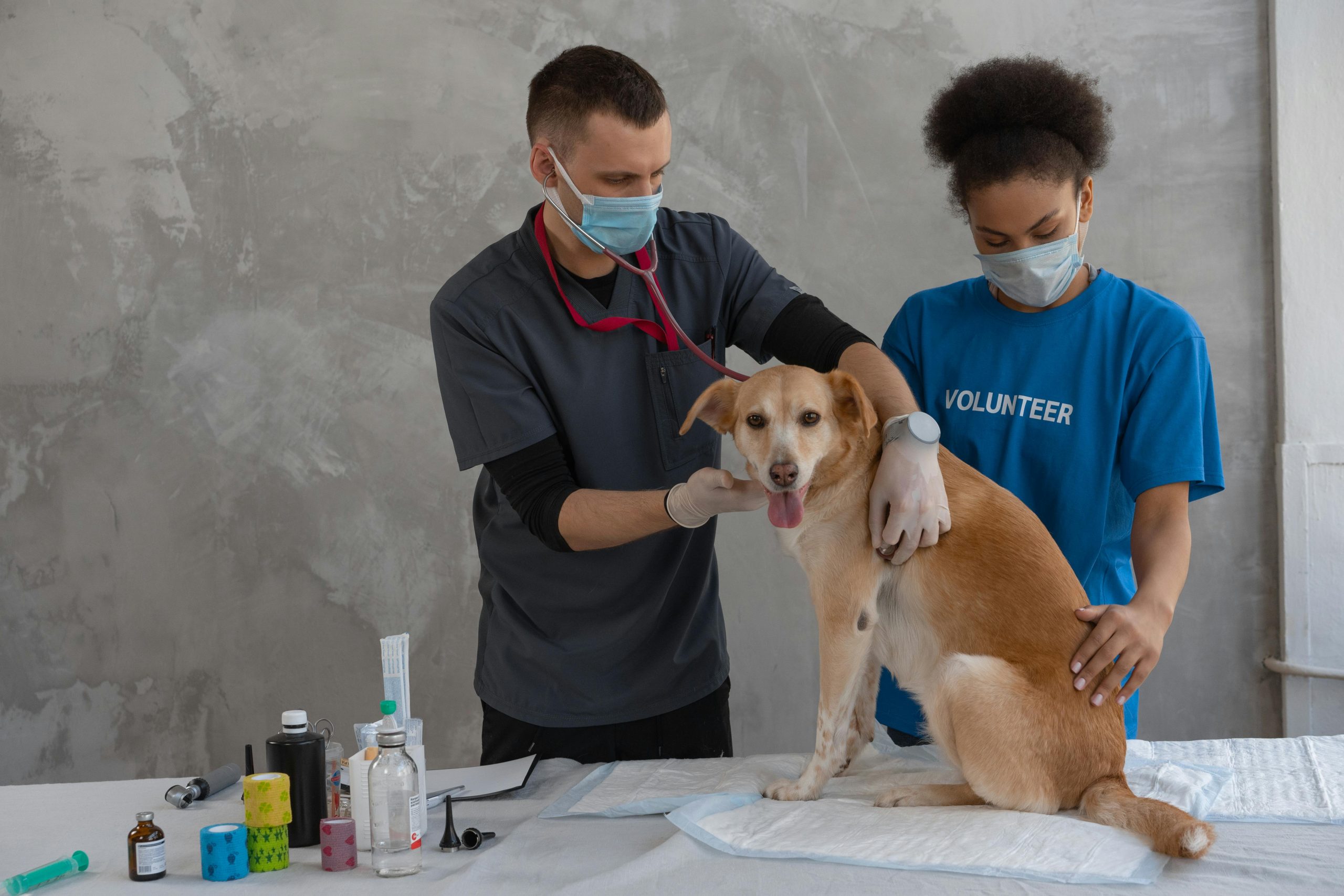 Serviços De Ortopedia Veterinária