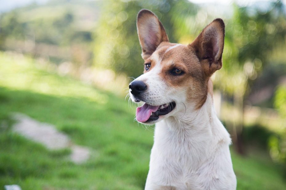 Cuidador(A) De Animais Domésticos