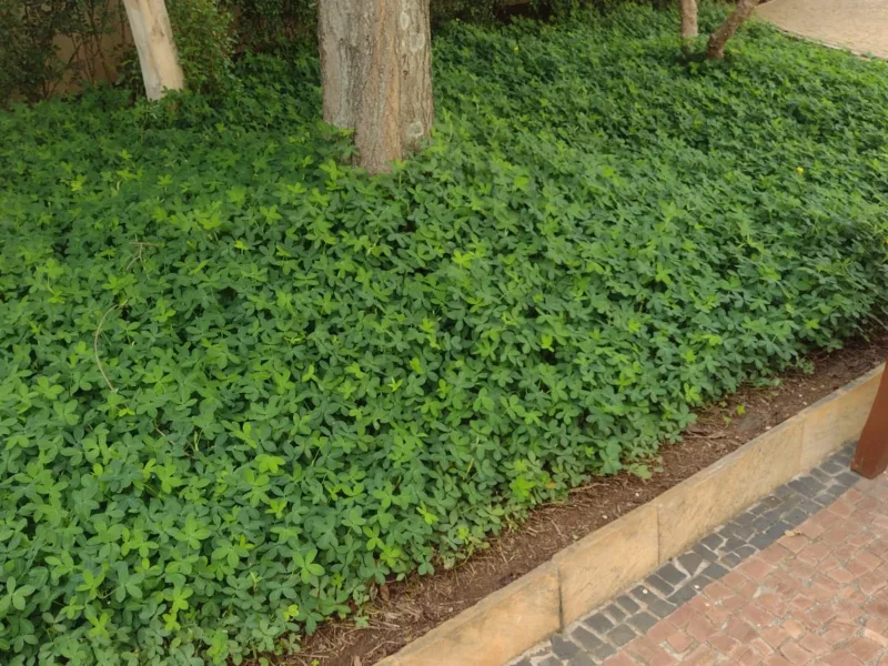 Jardinagem em Sorocaba e Região