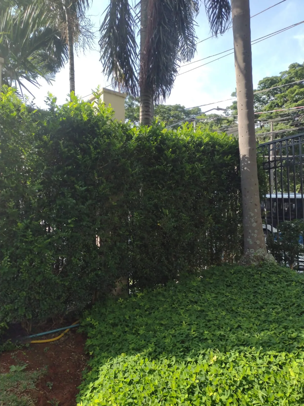Jardinagem De Qualidade Em Sorocaba E Região Está Em Busca De Um Profissional Experiente Para Transformar Ou Cuidar Do Seu Jardim? Conheça Os Serviços De Adão Batista Alves, Um Jardineiro Especializado Com Anos De Experiência No Mercado, Atendendo Com Qualidade E Dedicação.