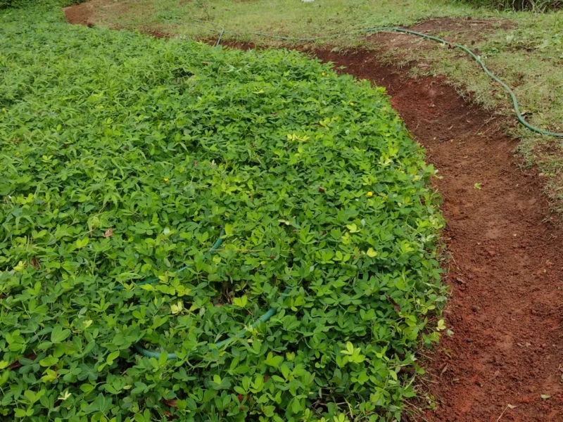 Jardinagem em Vargem Grande Paulista