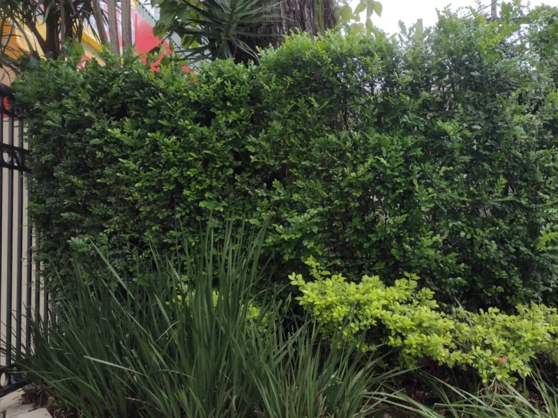 Jardinagem em Vargem Grande Paulista