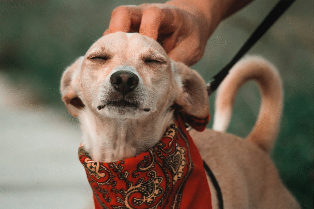 Cachorro Pet Love